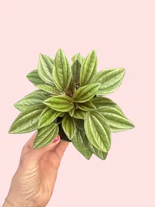 4" Peperomia caperata 'Rosso' - Potted Indoor Plants - Pet Safe & Compact Size for Small Spaces