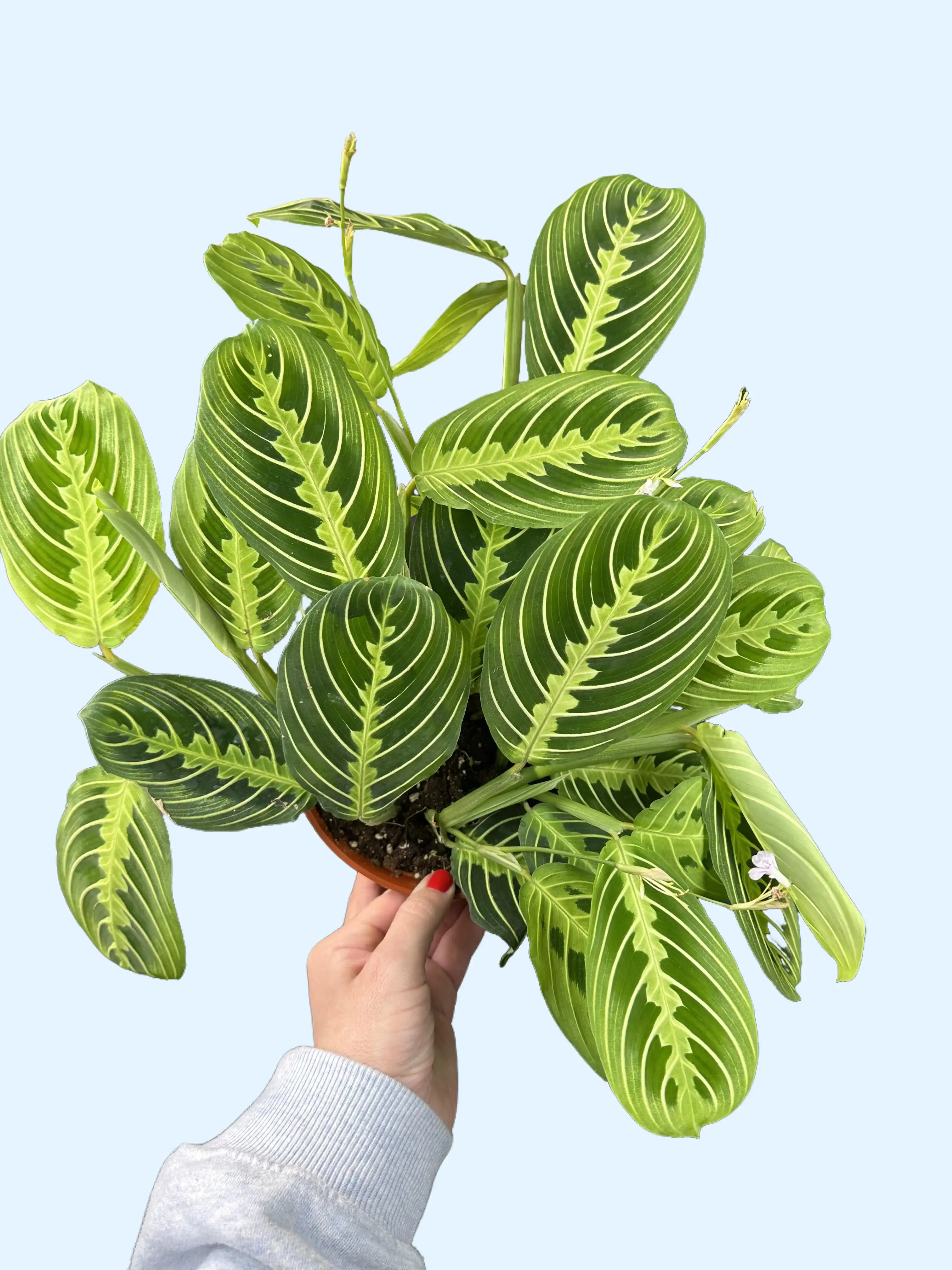 bunny plant succulent Monilaria obconica Rabbit Shape for Sale main image 1