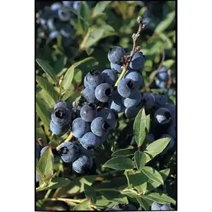 Blueberry  Seeds -,Highbush , Perennial shrub