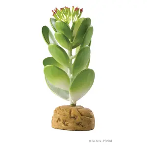 Exo Terra Jade Cactus Terrarium Plant