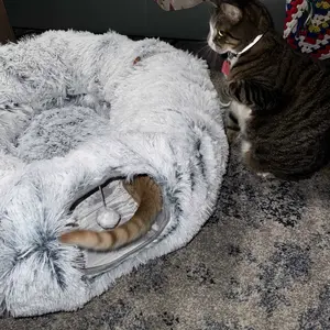 Product Review of Winter Warm Pet Bed, 2 in 1 Foldable Cat Tunnel Cat Bed, Warm Plush Cat Bed with Hanging Ball & Tunnel Buckle, Pet Supplies for Indoor Outdoor Use from c**e