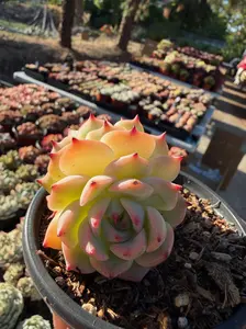 Echeveria 'Osca' Double Head (around 4'') - Bare Root Succulents - Terra Tales