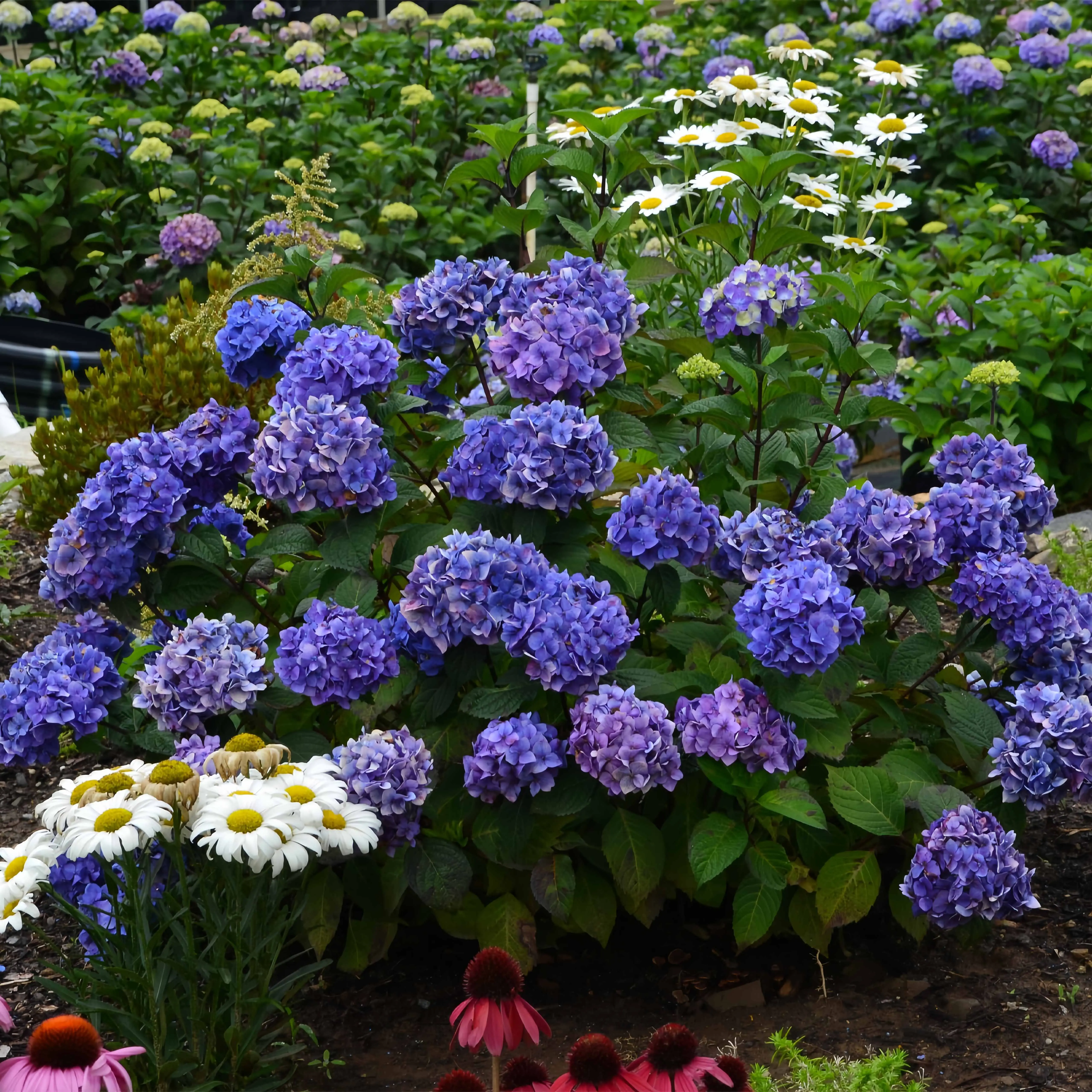 200 pcs Stunning Blue Hydrangeas - Lush Blooms for Elegant Garden ...