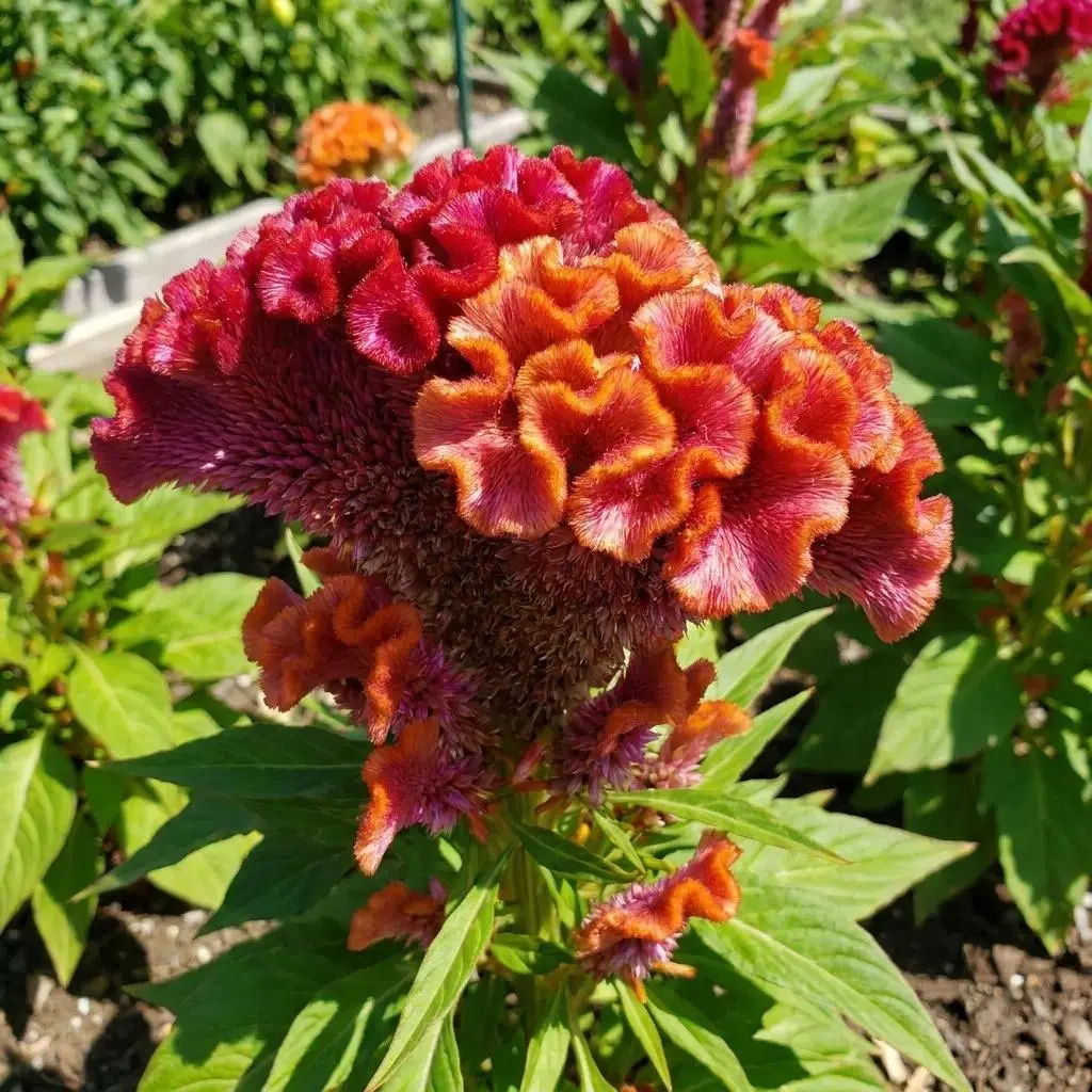 400 Pcs Non-GMO Cockscomb Flower Seeds for Planting, Outdoor Garden Cut Flowers, Perennial Eustoma Ornamental Plant for Home Garden Supplies