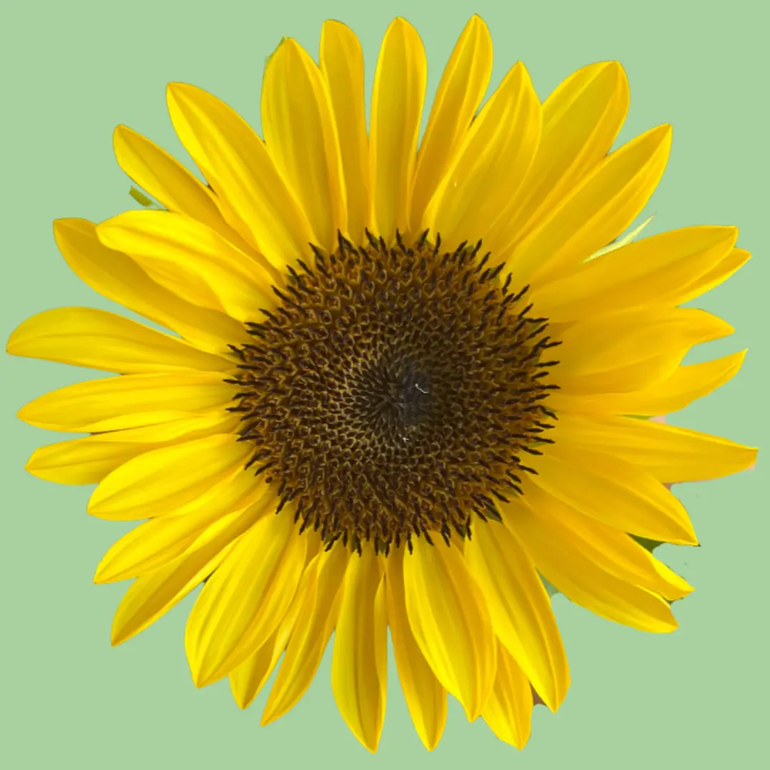Sunflower ProCut Peach seeds Sunflower ProCut Peach seeds
