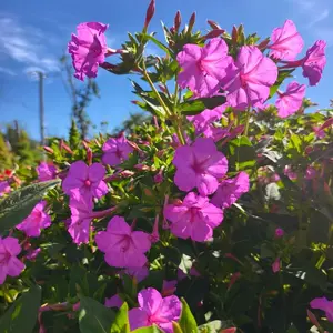 100PCS Rare Four O’Clock Seeds – Magical Evening Blooms with Sweet Fragrance, Perfect for Home Gardens