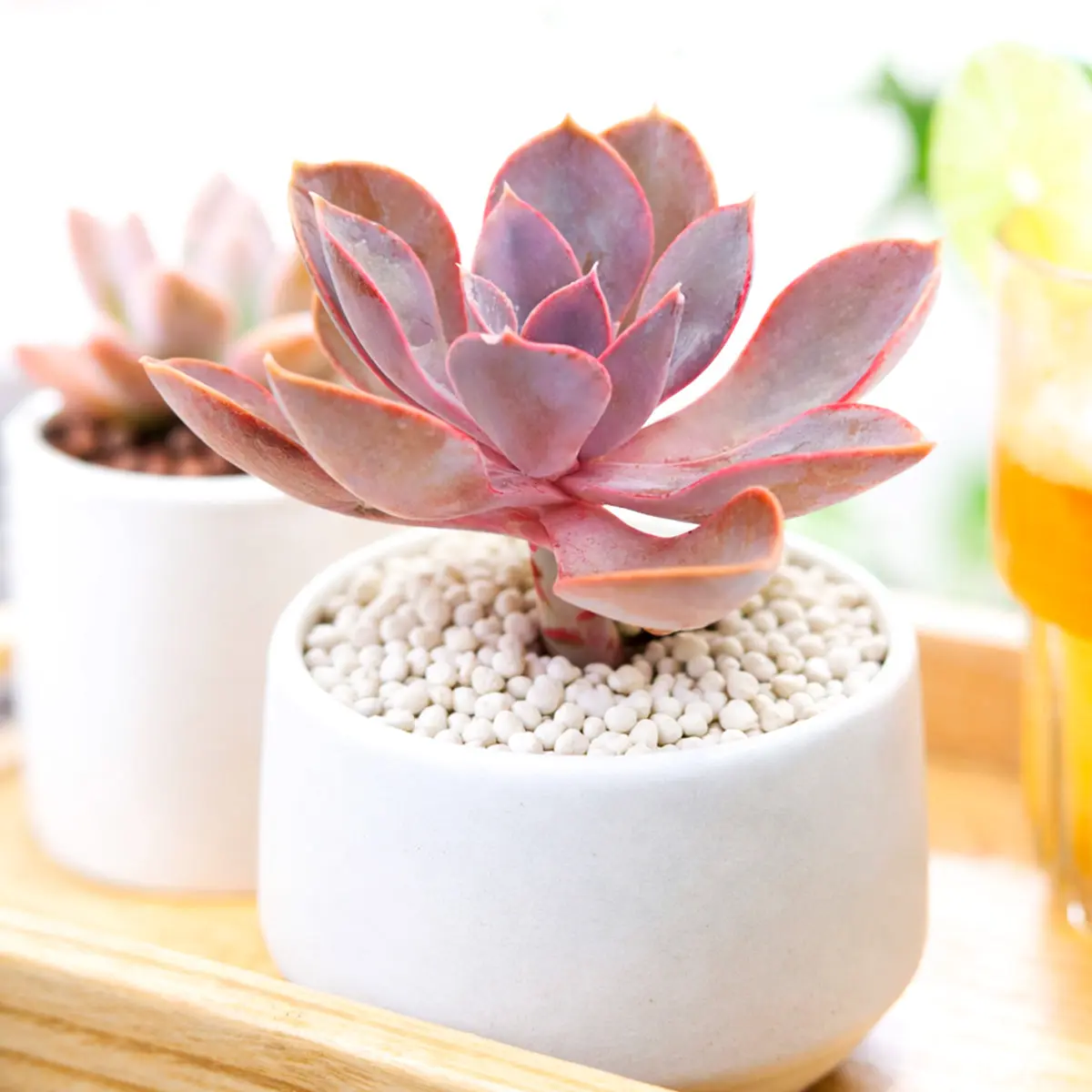 Echeveria Purple Pearl
