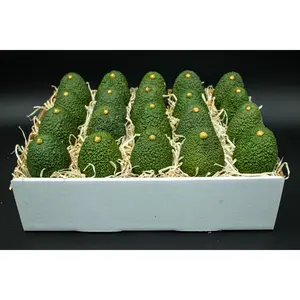 24 Large Hass Avocados - Fresh from the farm