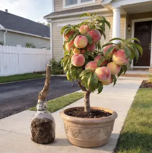 High Quality Peach Sapling Sweet Juicy White Flesh Grafted Seedling Potting & Ground Planting Easy to Grow Fruit Tree for Home Garden Balcony Early Fruiting