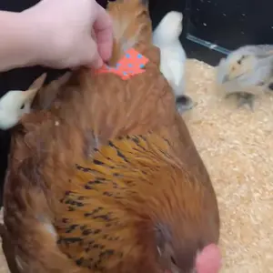 6 Pcs Washable Chicken Diapers Reusable Pet Diaper with Bow Tie for Pet Ducks Hens Goose Clothes Poultry Nappies Waterproof Adjustable for Hen Rooster Chicken(Cute,M)