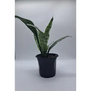 Snake Plant