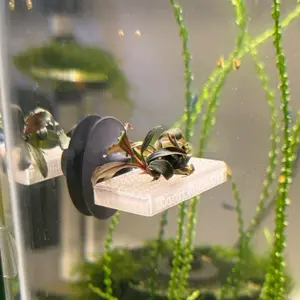 Floating Plant Ledge for Moss + Buce 3D Printed Design with Suction Cup for Shrimp Tanks + Nano Aquariums *plants not included*