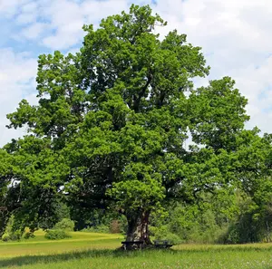 2 White Oak Trees Live Plant - Live Oak Tree Seedling from 12 to 18 Inc - Tall 4 Inches Pot - No Ship To AK, HI and P.R.