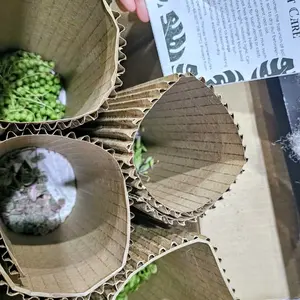 String Of Things Variety Box 4 Plants