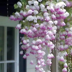 1000 pcs Mixed Color Weeping Crabapple Flower Vine Seeds for Year-Round Blooming