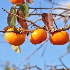 50+ Japanese Fuji Persimmon Seeds - Heirloom, Nutrient-rich & Delicious Fruits - Non-gmo Garden Seeds for Exotic Oriental Persimmons