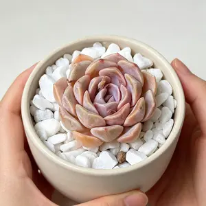 Echeveria ‘Teddy Bear Burger– Rare Colorful Succulent, Easy Care Live Bare Root Plant, Indoor Decor, Beginner Friendly, Gift for Plant Lovers