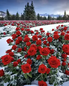 200 Seeds of Romantic Roses: Illuminate Every Special Moment, Gift to a Loved One