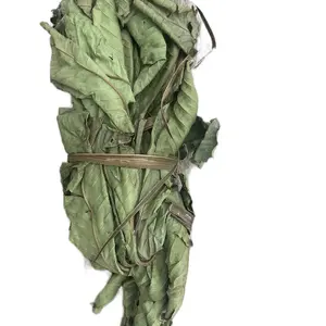 Guava leaves/ Feuilles de Goyaves Guava leaves/ Feuilles de Goyaves