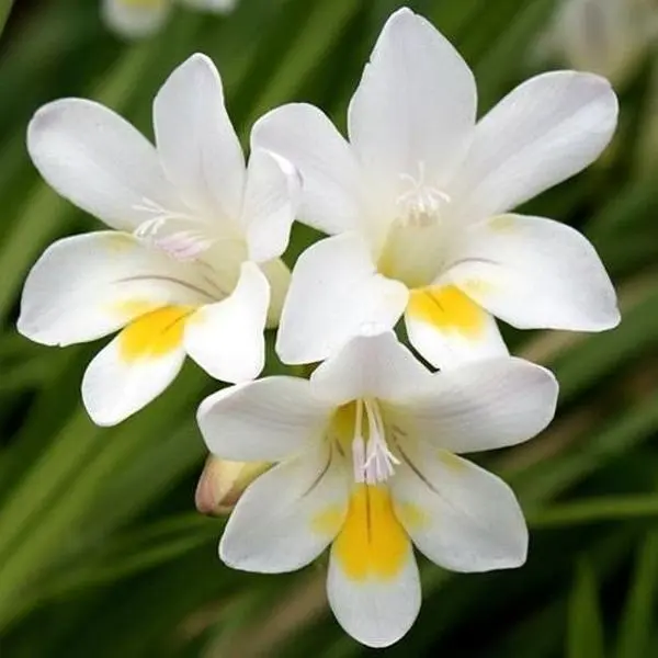 2PC Freesia Flower Bulbs Set Pack, Plant Ready Fragrant Bulbs for Indoor/Outdoor Garden & Patio Pots, Easy Growth Garden Supplies