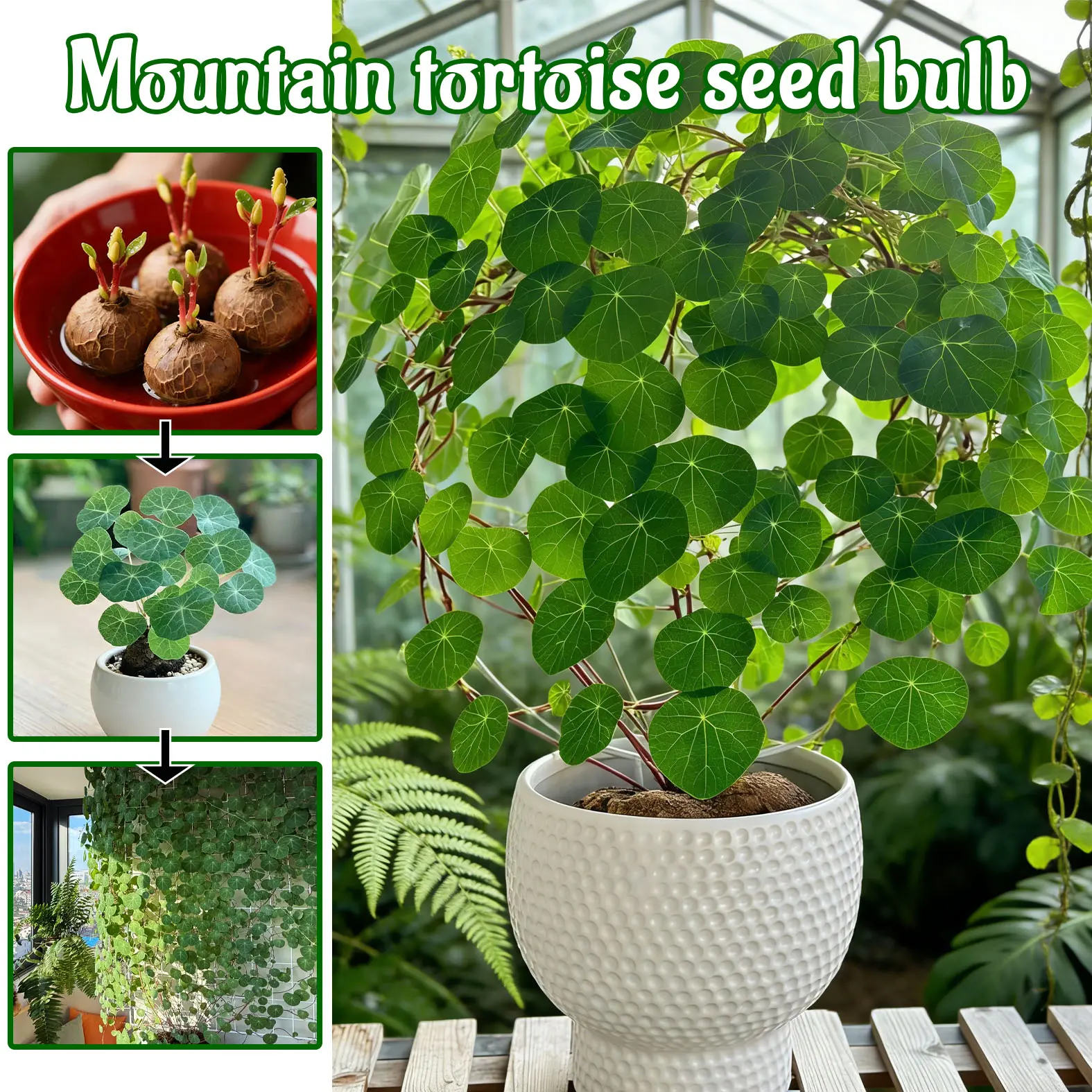 Stephania Erecta Caudex Bulb, Climbing Turtle Vine Succulent For Balcony Trellis & Indoor Wall Decor