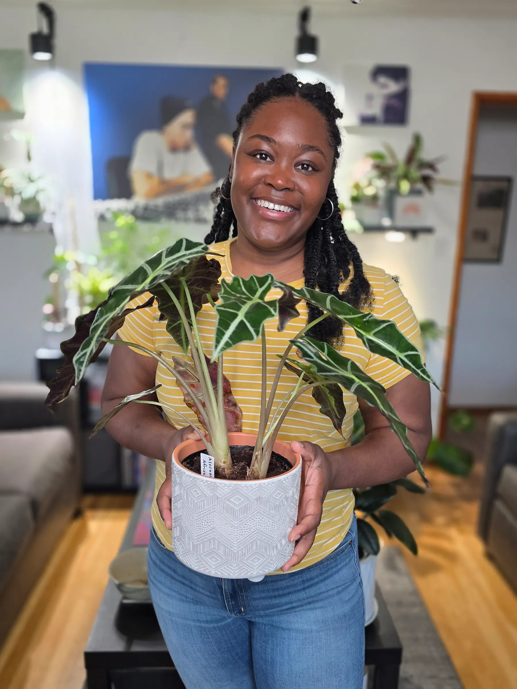 Alocasia Amazonica Polly 'African Mask', Elephant Ear African Mask Plant, Live Houseplant, Indoor Plant