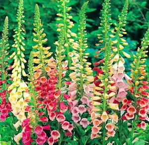 6000 Foxglove Seeds Mixed Color Rare Digitalis Dalmatian Dwarf Beauty Faerie Queen Heirloom Shrub Pure Seed Fresh Mix