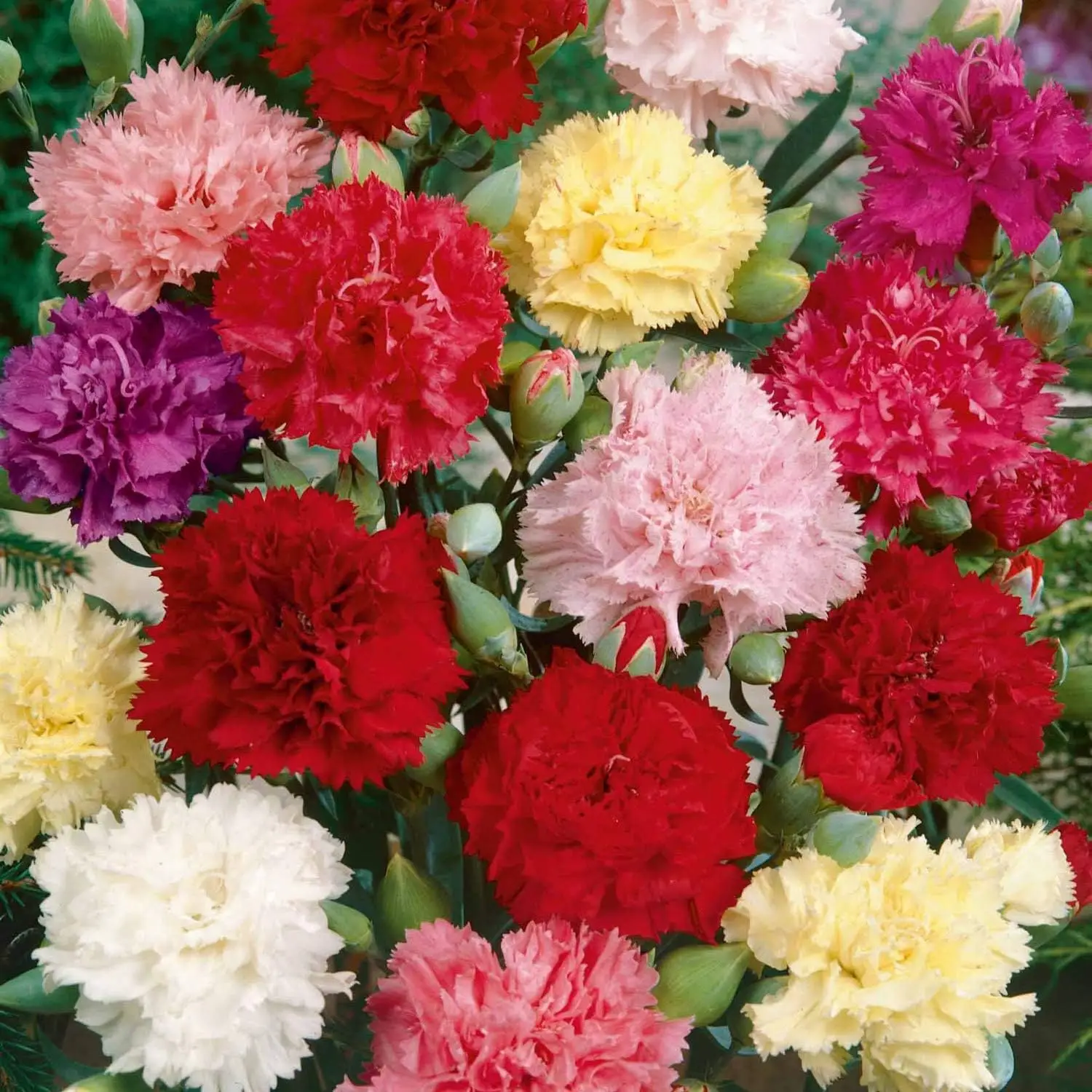1000 Seeds Perennial Dianthus Red Carnation Flower Seeds for Planting