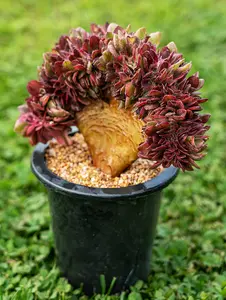 6” Rare Indoor Aeonium new varieties Succulent live Plants Collection For  gift