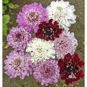 Pincushion Flowes  Seedds‘Imperial Mix’ (Scabiosa atropurpurea)