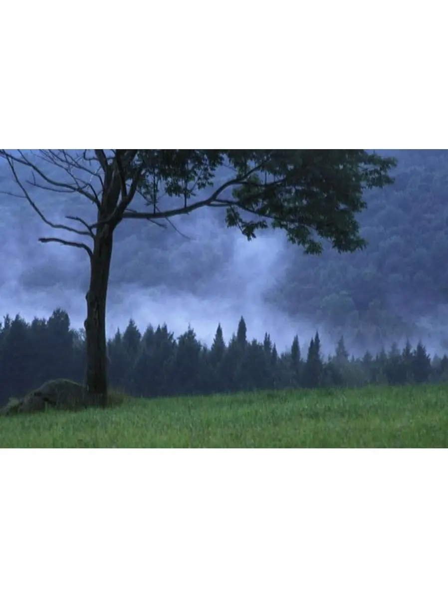 Coniferous Trees Early in The Morning Poster Print by David Chapman - 17 x 11