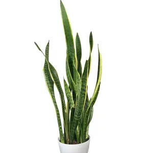 Snake Plant + House Plant + Large Plant - Green Leaves in Pot