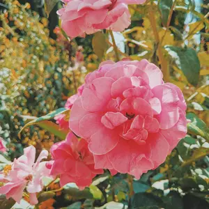 Beach Rose & Peach Peony Type Fragrance Oil