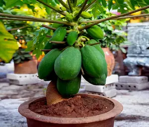 20 "DWARF SOLO WAIMANALO TREE SEEDS" (Carica Papaya) Fast Fruit Houseplant