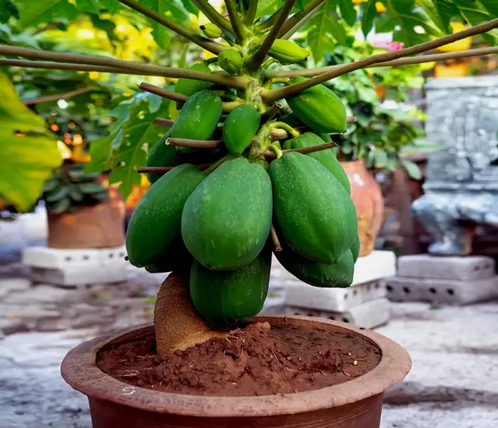 20 "DWARF SOLO WAIMANALO TREE SEEDS" (Carica Papaya) Fast Fruit Houseplant