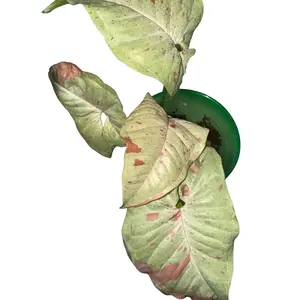 Syngonium Milk Confetti Top Cut Rooted Starter Plant