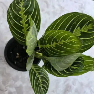 Maranta Planta de la Oración