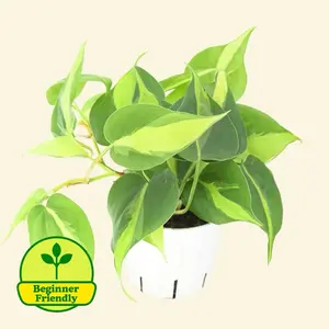 Philodendron Brasil 4” - Low Maintenance Hanging Colorful Live Plant