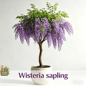 Potted-friendly wisteria seedlings, suitable for beginners to be easy to cultivate, resistant to semi-shade and elegant blooming, specially designed for balcony flower pots and leisure garden decoration