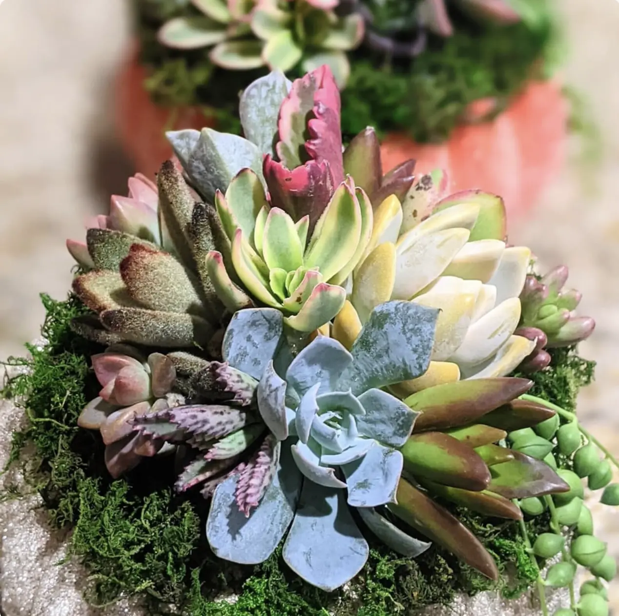 10 Assorted Succulent Cuttings, DIY Garden Dish, Wedding Favors
