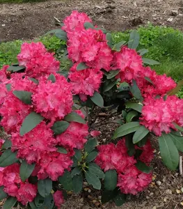 Nova Zembla Red Rhododendron Starter Plant - 8m Height - 1 Live Plant