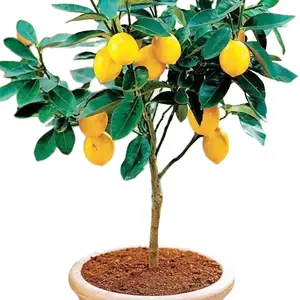 30 Lemon Tree Seeds for Planting Non-GMO Heirloom Dwarf Bonsai Lime Tree