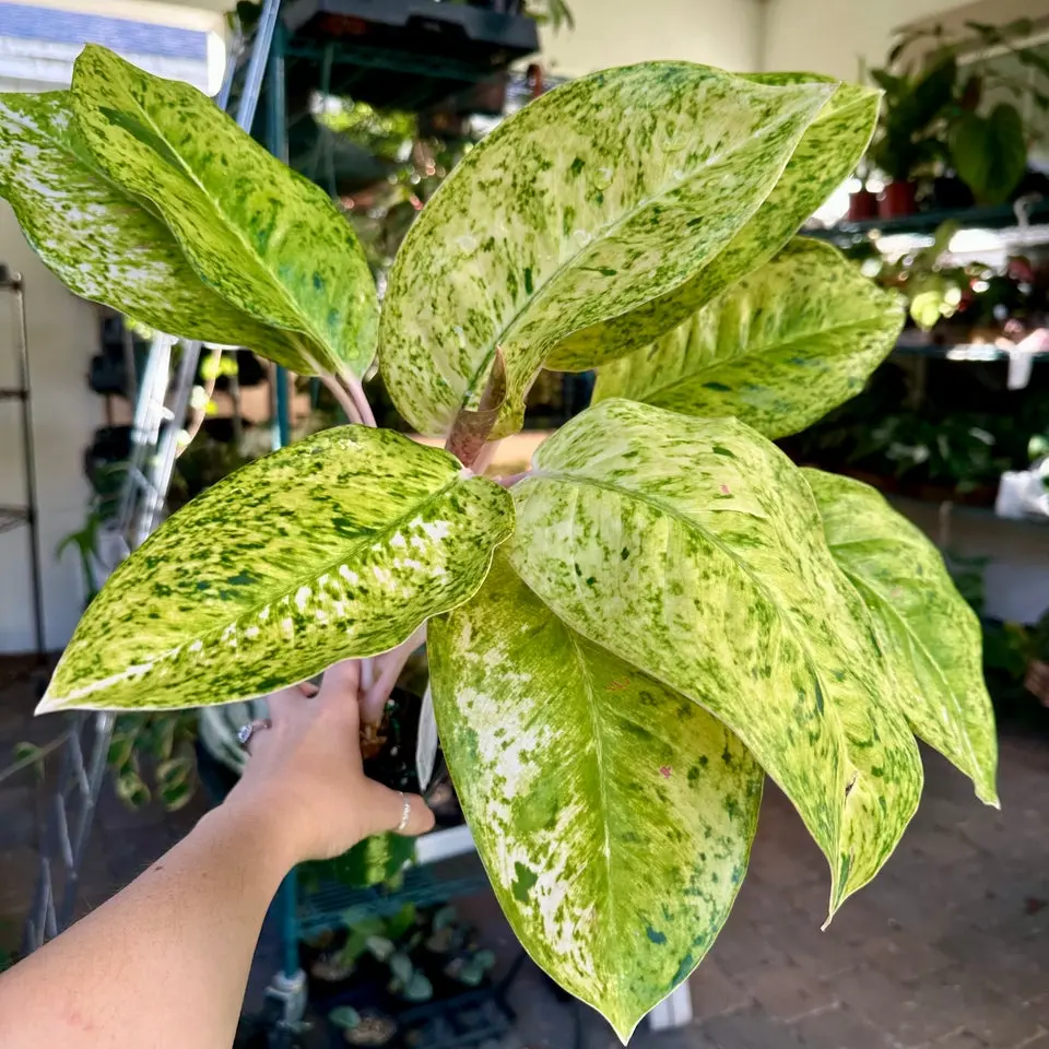 Aglaonema black pink - 6” pot Aglaonema black pink - 6” pot