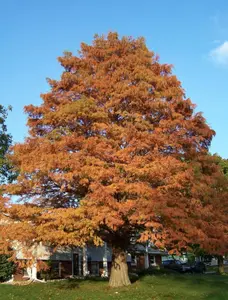 Bald Cypress Tree Live Plant Seedling in Quart Pot - 12-18'' Tall - Taxodium distichum - Plants for Garden Growing
