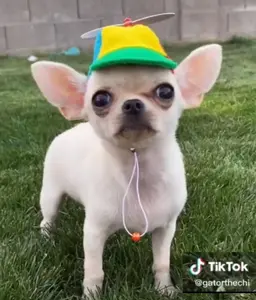 Beanie Hat / Propeller Helicopter hat for Cat Dog small pet Hedgehog Rat Ferret Guinea Pig Hamster other small animals Multicolor