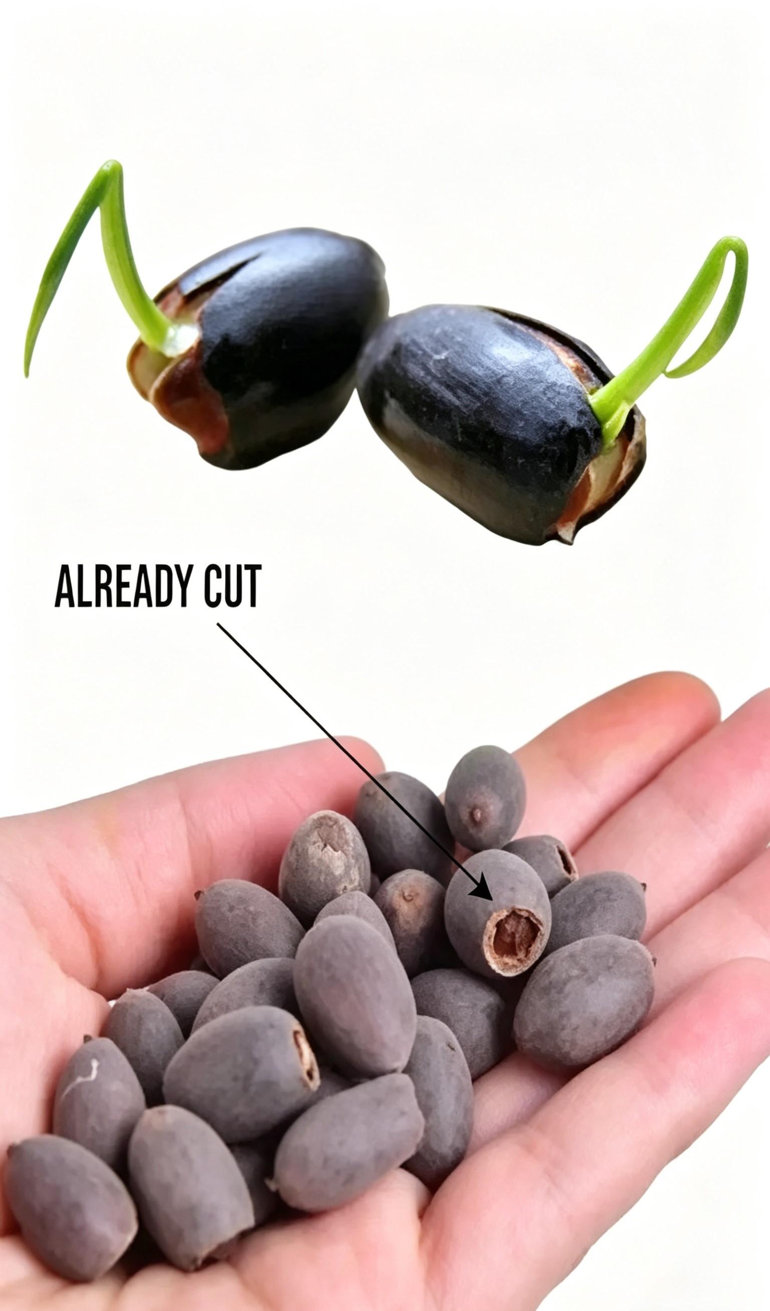 60 Pcs Mixed Color Bonsai Bowl Lotus Seeds – Beautiful Water Lily Flower Seeds for Pond Decor and Home Gardening