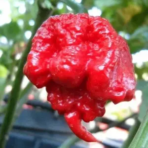 100 Red Carolina Reaper Chili Pepper Seeds World Record Hot Peppers Vegetables Seed