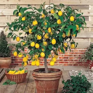 200 Pcs Premium Lemon Seeds | Fragrant Indoor Bonsai | Non-GMO Heirloom - for Patio Pots, Zen Decor & Houseplants, Patient Gardeners, Evergreen Citrus Tree