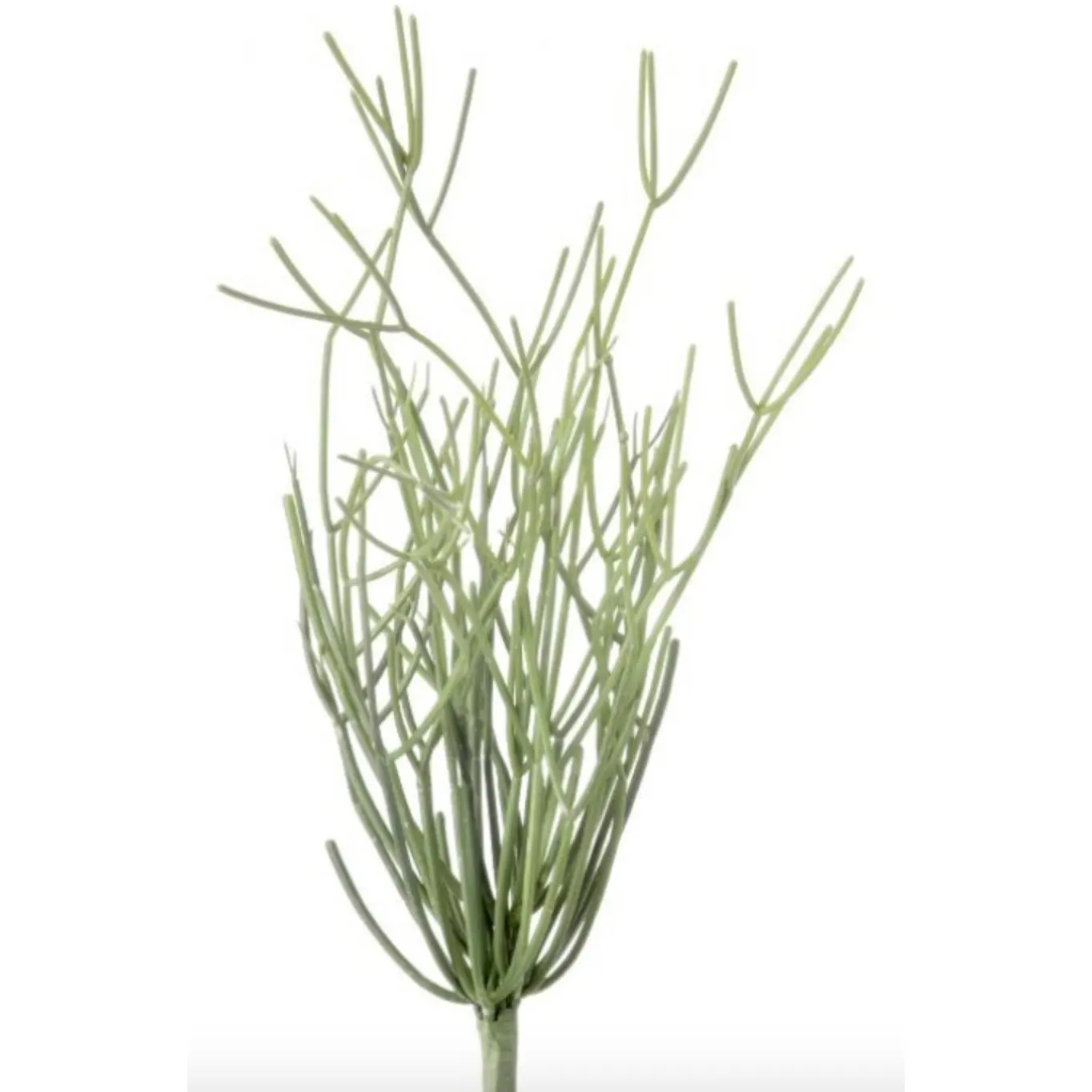 Pencil Cactus Plant