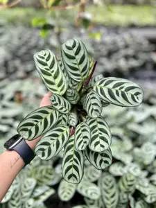 Calathea Burle Marx Pot 4” - Houseplant - Tropical Foliage